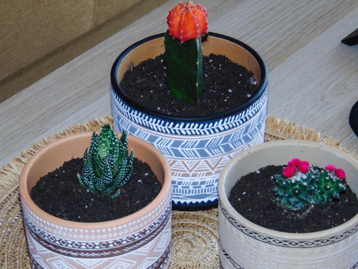 The Orange Cactus Apartamento Sparta Exterior foto
